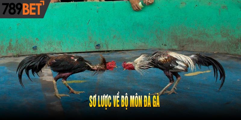 Luật Cá Độ Đá Gà Campuchia Cơ Bản Nhất